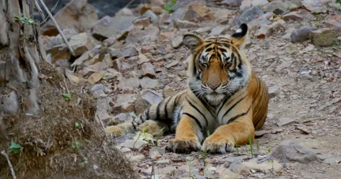 Bengal Tiger resting Stock Footage 60589311