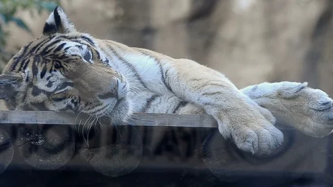 Bengal tiger resting Stock Footage 93781266