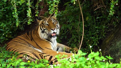 Bengal tiger resting in the forest  Stock Footage 117973710