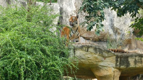 The Bengal tiger resting in the forrest Video stock 94549083