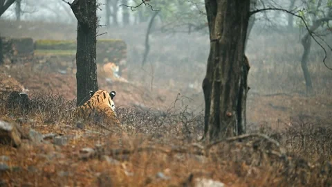 Bengal Tiger Resting in a Misty Forest 4k Telephoto Lens Wildlife Video Footage 库存影片 338255440
