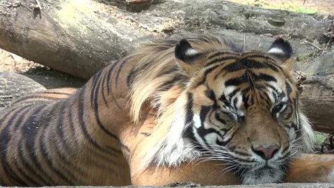 A Bengal tiger resting in the shade Stock Footage 77911207