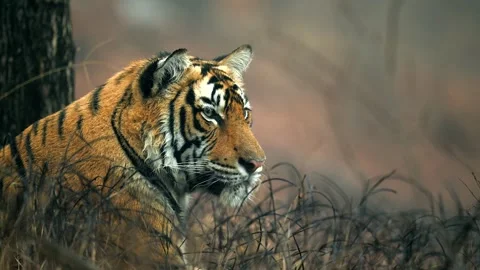 Bengal Tiger Resting in Tall Grass Close Up 4k Telephoto Lens Animal Portrait Stock Footage 338255452