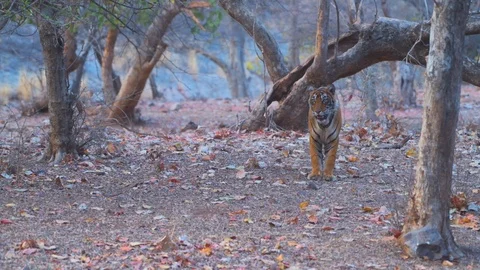 Bengal Tiger roaming in forest Stock Footage 88394922