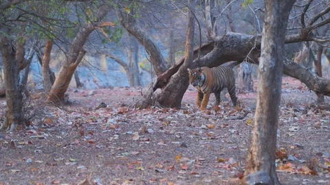 Bengal Tiger roaming in forest Stock Footage 88394990