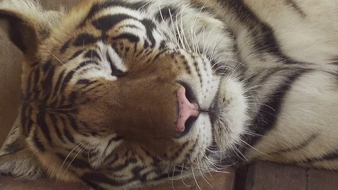 Bengal tiger sleep Stock Footage 91368326