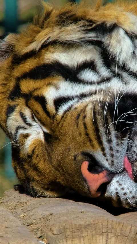 Bengal Tiger Sleeping Beautifully Ground Sun Vertical Video Vídeos de archivo 334875455