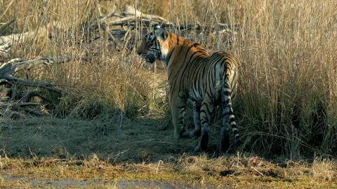 Bengal Tiger Standing in Tall Grass Telephoto Shot of Panthera Tigris Wildlife Stock Footage 338255363