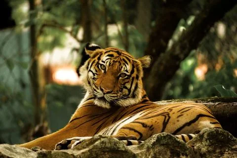Bengal tiger staring back Stock Photos