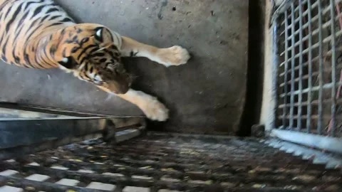 Bengal Tiger staring up at camera Video stock 135687327