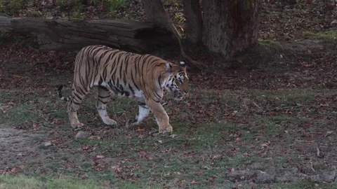 Bengal tiger walk in forest close up Stock Footage 189723404