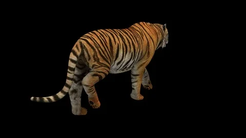 Bengal Tiger Walking 4K Stock Footage 124115707