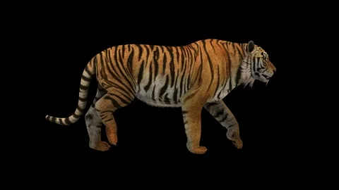 Bengal Tiger Walking 4K Stock Footage 124116112
