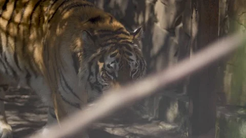 Bengal tiger is walking in a cage Stock Footage 91399695