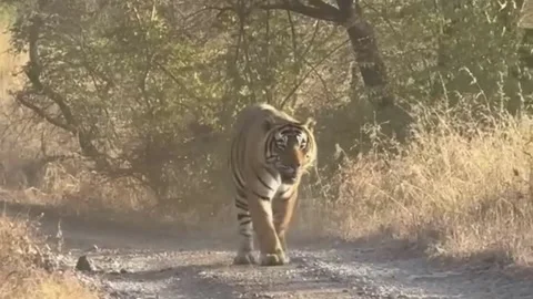 Bengal Tiger Walking Down Dirt Road in Wild Forest 스톡 동영상 338285597