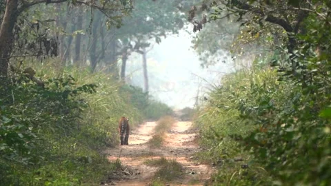 A Bengal tiger walking down a jungle road with heat waves all around in Stock Footage 200833309