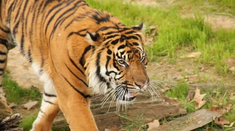 Bengal Tiger walking. Stock Footage 3476794