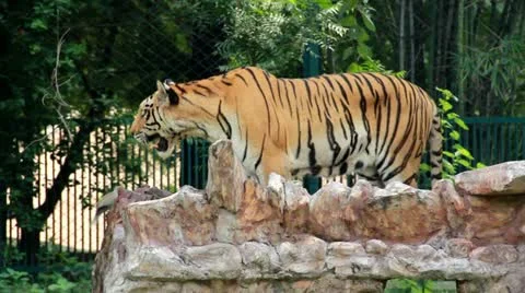Bengal Tiger walking. Stock Footage 20598526