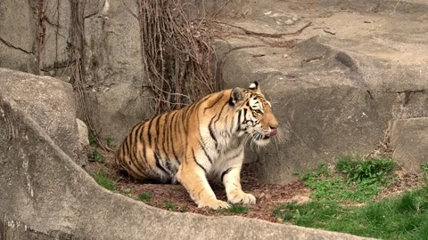 Bengal tiger walking Stockbeeldmateriaal 222466349