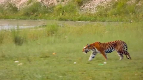Bengal tiger walking on grass 스톡 동영상 335662098