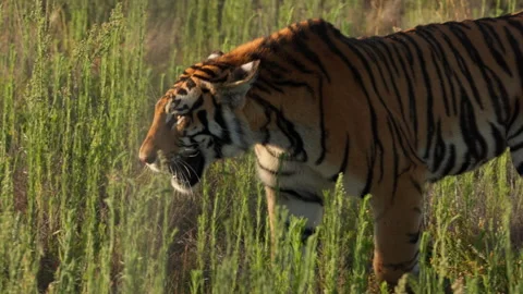Bengal Tiger Walking In Long Grass Slow Motion Shot, Medium Shot Stock Footage 307708647