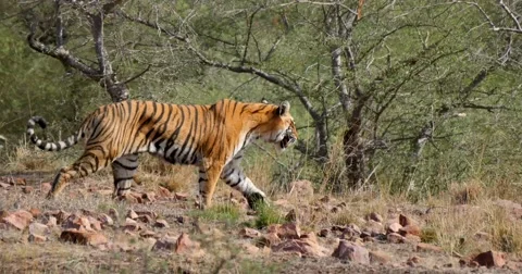 Bengal Tiger walking through forest Stock Footage 60589094