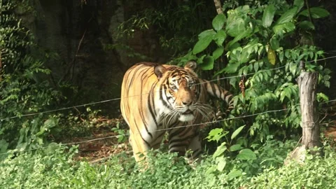 A Bengal tiger walks back and forth in its enclosure, partially concealed by 動画素材 307869892