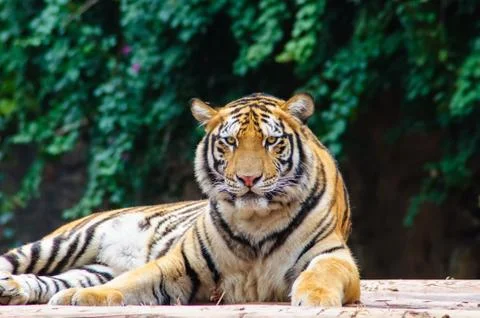 Bengal tiger watching Foto stock