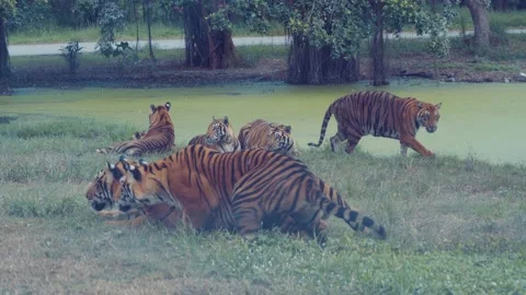 Bengal tigers playing by the pool Stock Footage 234794094