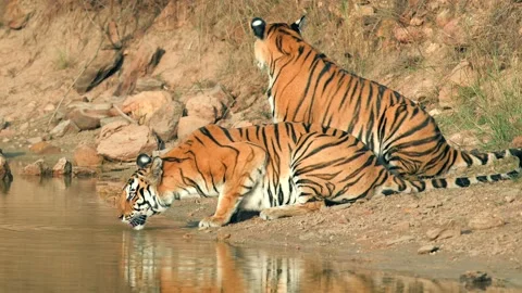 Bengal Tigers Resting and Drinking Water by the River Bank Telephoto Lens 4k Stock Footage 338255844