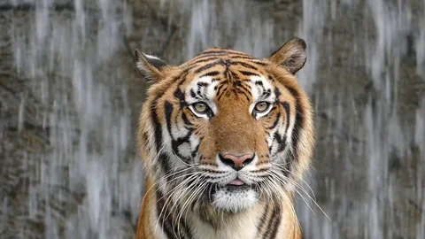 Bengal tigers on waterfall background. Stock-Footage 74903830