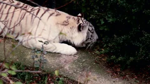 Bengal white tiger Stock Footage 8953044