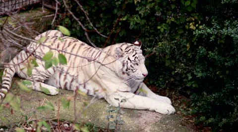 Bengal white tiger Stock Footage 8955918