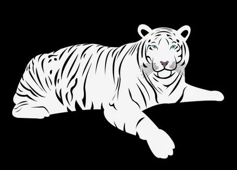 Bengal white tiger 스톡 일러스트
