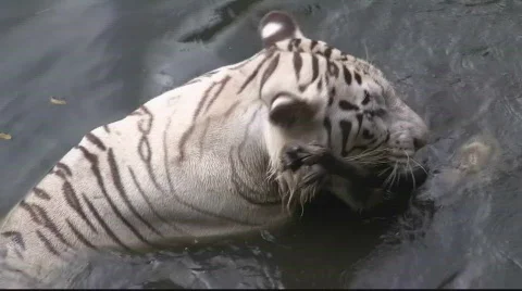 The Bengala White Tiger (7) Stock-Footage 716951