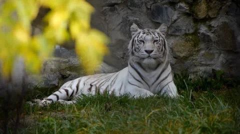 Bengalese white tiger Stock Footage 8906942