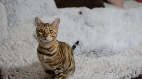 Bengali beautiful cat looking at the camera Stock Footage 87741826