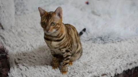 Bengali beautiful cat looking at the camera Stock-Footage 89127068