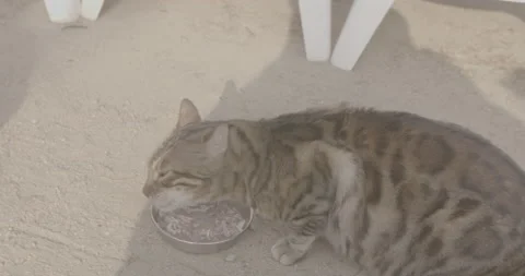 Bengali cat eats Vídeos de archivo 177498504