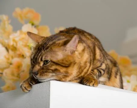 Bengali cat Stock Photos