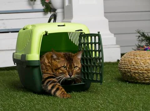 Bengali cat Stock Photos