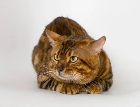 Bengali cat Stock Photos