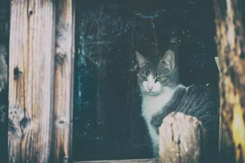 Bengali cat on the window looking outside Stock Photos