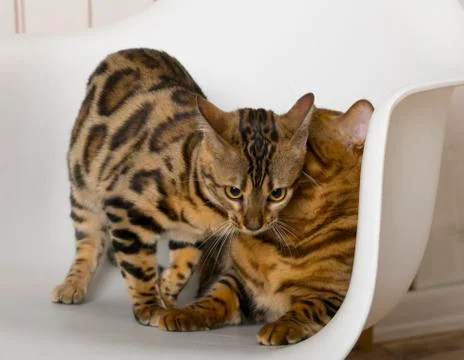 Bengali cats Stock Photos
