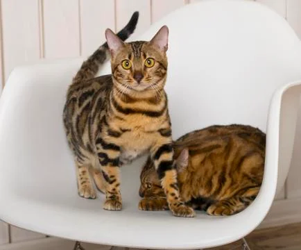Bengali cats Stock Photos