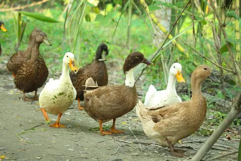 Bengali native duck of different colors Stock Photos