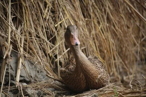 Bengali native duck of different colors Stock Photos