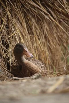 Bengali native duck of different colors Stock Photos