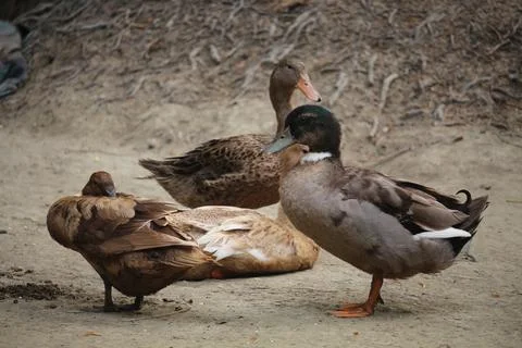 Bengali native duck of different colors Stock Photos