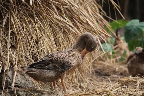 Bengali native duck of different colors Stock Photos